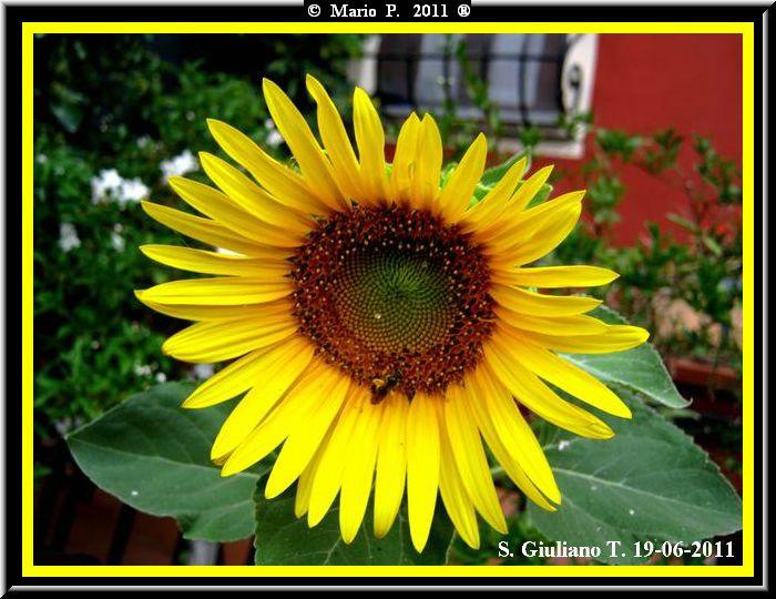 Girasole3.jpg