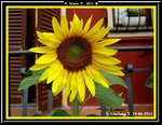 Girasole1.jpg