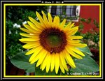 Girasole3.jpg