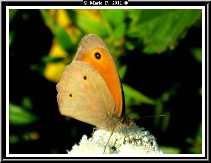 Farfalla.jpg