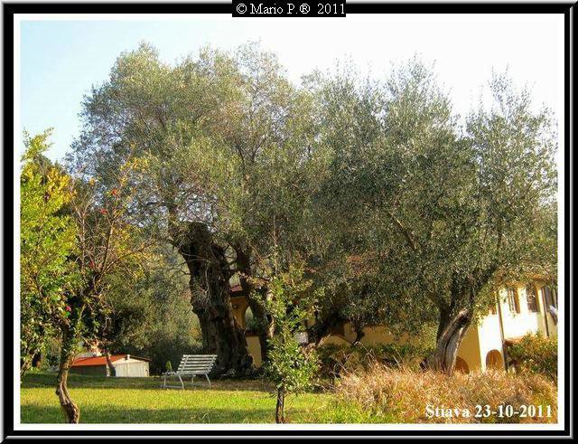 Ulivo Secolare2.jpg