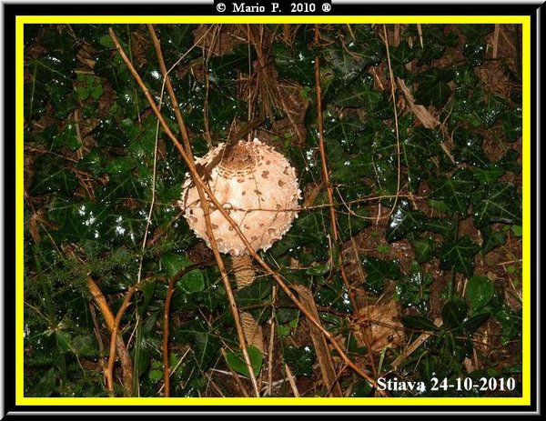 Fungo1.jpg