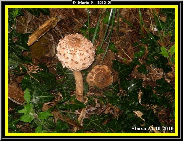 Fungo2.jpg