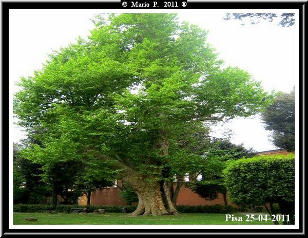 Platano1.jpg