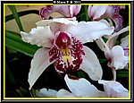 Orchidea2.jpg