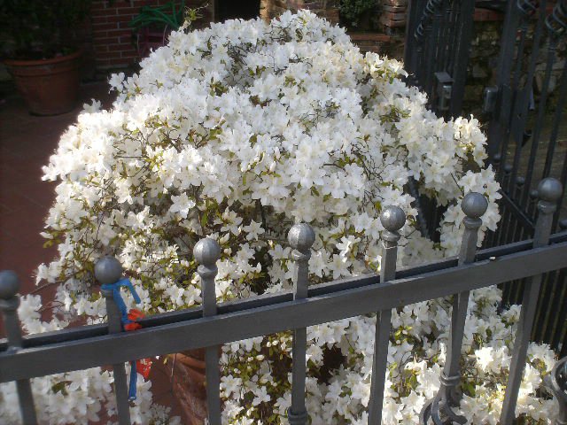 42° SGAMBATA SULLE COLLINE VERSILIESI- LUCCA  12.05.2013 026.JPG