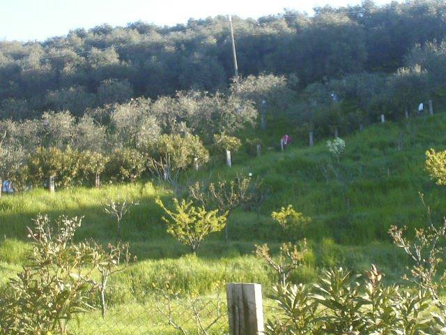 Massarosa Corre 015.jpg