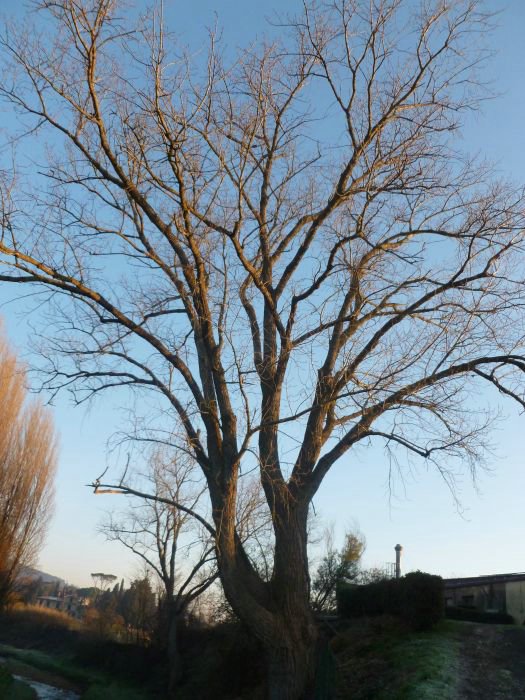 cascine di buti_11.JPG