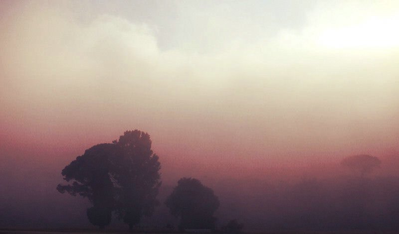 san rossore_1238.JPG