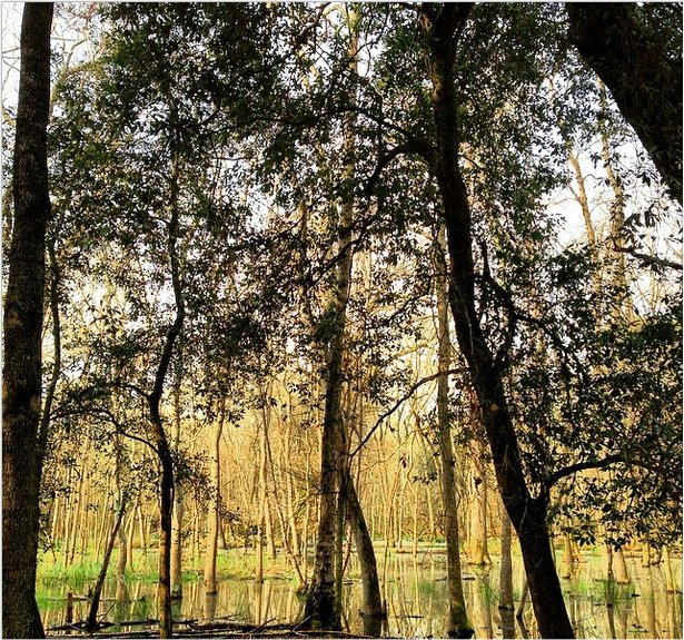 Le lame di San Rossore.jpg