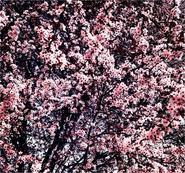 Peschi in fiore curiosano.jpg