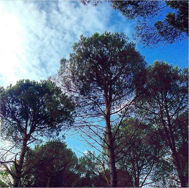 Pini sovrastanti il ludico motorio di San Rossor.jpg