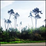 Curiosità silvestri al passaggio dei pellegrini.jpg