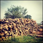 Fossa comune vegetale.jpg