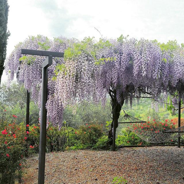 Esplosione di glicine.jpg