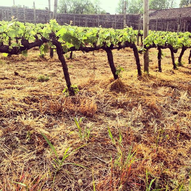 La vita(e) rivive.jpg