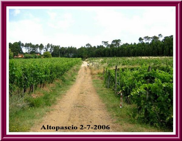Tra le Viti  !!.jpg