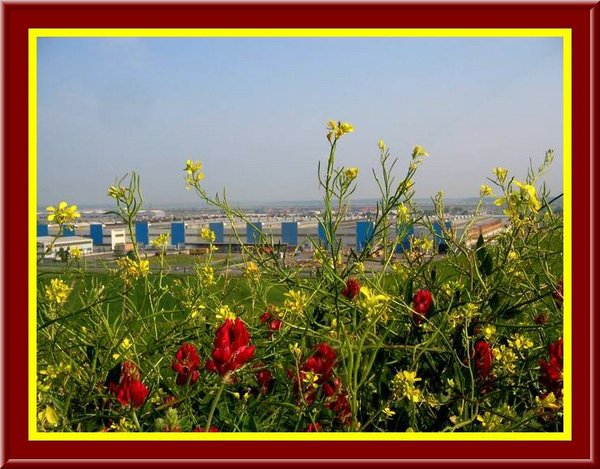 fabbriche & Fiori !!.jpg