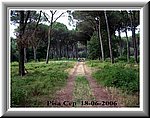 Scorcio di Pineta.jpg